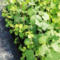 Vinič hroznorodý Lora, Vitis vinifera, kontajnerovaná sadenica 1 l