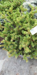 Smrek pichľavý Lucky Strike, Picea pungens 30 - 50 cm, kont. 5l