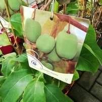 Kiwi Lucy, Actinidia arguta, kontajner 2l