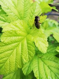 Tavoľa kalinolistá Luteus, Physocarpus opulifolius, kontajner 3l. 30-70cm