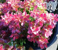 Dráč thunbergov Lutin Rouge, Berberis thunbergii, 10 - 15 cm kontajner 3l