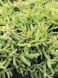 Smrek obyčajný Luua Pärl , Picea abies 25 - 35 cm, kont. 3l