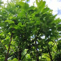 Jarabina mukyňová Magnifica, Sorbus aria, +250 cm, kontajner 20l