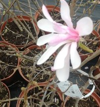 Magnólia Rosea, Magnolia stellata 40 - 60 cm, kont. 3l