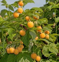 Malina Poranna Rosa, Rubus idaeus 30 - 40 cm kont.1l