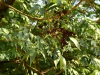 Jaseň mannový, Fraxinus ornus, 130 - 160 cm, kont. 2l