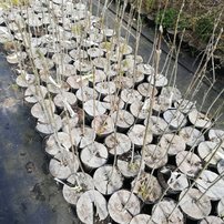 Jaseň mannový, Fraxinus ornus, 130 - 160 cm, kont. 2l