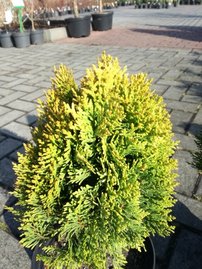 Tuja východná Morgan, Platycladus orientalis 30 - 40 cm, kont. 3l