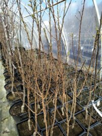 Stĺpovitá marhuľa, Prunus armeniaca + 160 cm, kont. 10l