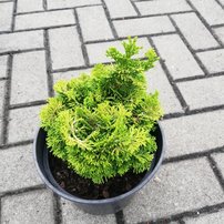 Cypruštek tupolistý Marian, Chamaecyparis obtusa, 10 - 10 cm, kont. 3l