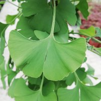 Ginko dvojlaločné, Mariken, Ginkgo Biloba 100 - 150 cm, kont. 4l