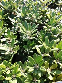 Rododendron Marlis, Rhododendron, 30 - 50 cm, kont. 5l