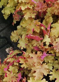 Heuchera Marmelade, kont. 1l