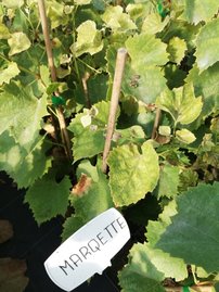 Vinič hroznorodý Marquette, Vitis vinifera, kontajnerovaná sadenica 1 l