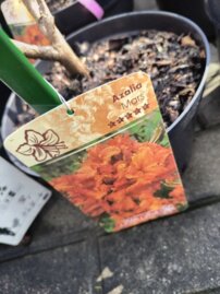 Azalka Mars, Azalea 30 - 50 cm, kont. 5l