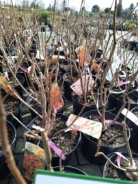 Azalka Mars, Azalea 30 - 50 cm, kont. 5l