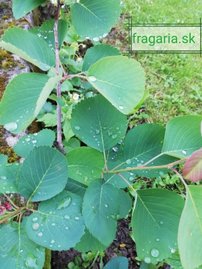 Muchovník jelšolistý Martin, Amelanchier alnifolia kont. 0,5 l