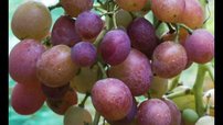 Vinič hroznorodý Livia, Vitis vinifera, kontajnerovaná sadenica 1 l