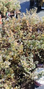 Nátržník krovitý McKay's White, Potentilla fruticosa, kontajner 2l