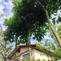 Jaseň mannový Mecsek, Fraxinus ornus, +300 cm, kont 5l