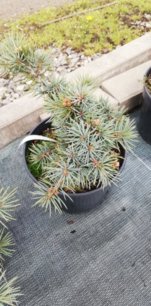 Smrek pichľavý Mecki, Picea pungens 30 - 40 cm, kont. 5l