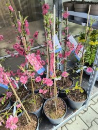 Okrasná Broskyňa Melred, Prunus persica, +120 cm. kont. 10 l.