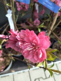 Okrasná Broskyňa Melred, Prunus persica, +120 cm. kont. 10 l.