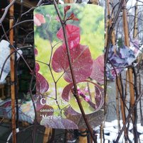 Judášovec kanadský Merlot, Cercis canadensis, 40 - 80  cm, kontajner 3l