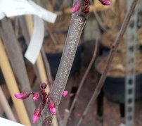 Judášovec kanadský Merlot, Cercis canadensis, 170 - 200  cm, kontajner 20l