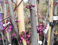 Judášovec kanadský Merlot, Cercis canadensis, 170 - 200  cm, kontajner 20l