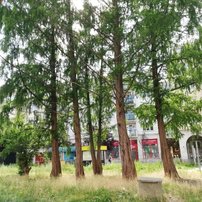 Metasekvoja čínska, Metasequoia glyptostroboides 170 - 190 cm, kont. 7l