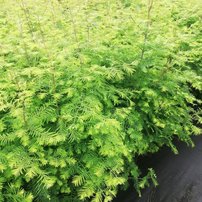 Metasekvoja čínska, Metasequoia glyptostroboides 30 - 50 cm, kont. 3l