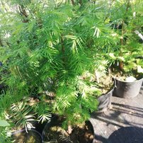 Metasekvoja čínska, Metasequoia glyptostroboides 30 - 50 cm, kont. 3l