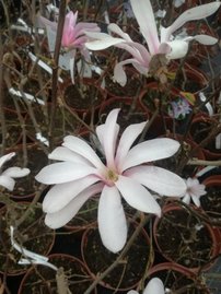 Magnólia Rosea, Magnolia stellata 40 - 60 cm, kont. 3l