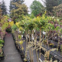 Bršlen Fortuneov Mickaela , Euonymus fortunei, kmeň  + 100 cm, kont. 3