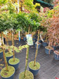 Javor dlaňovitolistý Mikawa Yatsubusa, Acer palmatum,  kmeň 60 – 100 cm, kontajner C 20