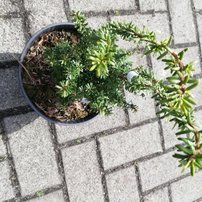 Jedľovec rôznolistý japonský Minikin, Tsuga diversifolia, kontajner, 20 – 40 cm