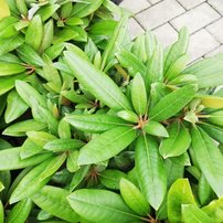 Rododendron Minikin, Rhododendron yakushimanum, kont. 4l