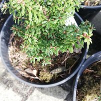 Jedľovec rôznolistý japonský Minikin, Tsuga diversifolia, kontajner, 20 – 40 cm