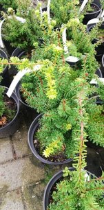 Jedľovec rôznolistý japonský Minikin, Tsuga diversifolia, kontajner, 20 – 40 cm