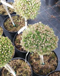 Borovica horská Minimops , Pinus mugo, kmeň, 30 - 50 cm, kont. 3l