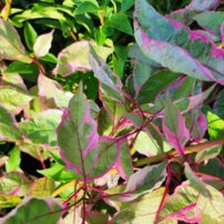 Drieň biely Miracle, Cornus alba, + 40 cm, kont. 3l