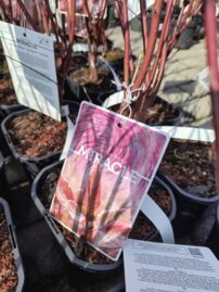 Drieň biely Miracle, Cornus alba, + 40 cm, kont. 3l