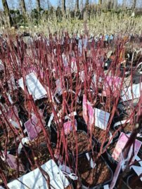 Drieň biely Miracle, Cornus alba, + 40 cm, kont. 3l