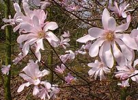 Magnolia x loebneri  Leonard Messel Magnolia x loebneri  40 - 50 cm, kont. 3l