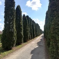Tuja západná Malonyana - Mlyňanka, Thuja occidentalis, 50 - 130 cm, kont. 3l