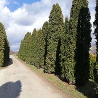 Tuja západná Malonyana - Mlyňanka, Thuja occidentalis, 50 - 130 cm, kont. 3l