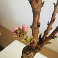 Mini Nektarinka , Prunus persica var. Nucipersica, 80 – 110 cm. kont. 5 l.