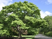 Javor Mono, Acer pictum subsp. mono. + 150 cm, kont. 5l