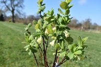 Zemolez kamčatský Morena, Lonicera kamtschatica 30 - 40 cm, kont. 1,5l